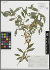 Foto von Salix alba L.